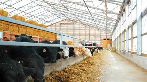 What is Livestock Housing? Key Information About This Farming System